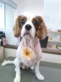 河内　シェリーちゃん1