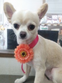 徳山　ミルクちゃん1
