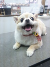 三石　フーちゃん1