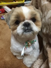 末次　文太君1