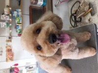 野呂クッキー君1