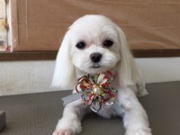 木内ポムちゃん1
