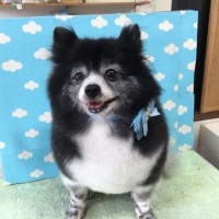 中山　ゴエモン君1