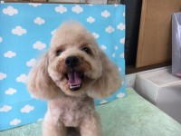藤田　トム君1