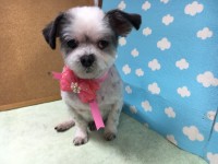 石原　ソラちゃん1