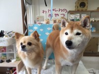 蓬台プー、モモちゃん1