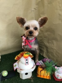 田原 あんずちゃん1