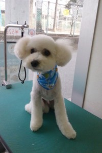 河内トッポちゃん1