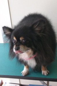是則　ちゃいちゃん、ちゅうちゃん2
