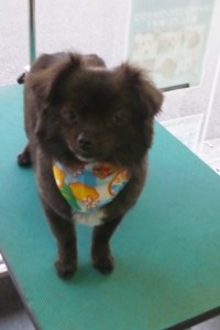 龍ラッキーちゃん、ポッキーちゃん2