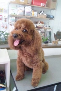 岡崎　ミニーちゃん・アリスちゃん1