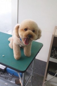 小宮　ココアちゃん、モモちゃん1