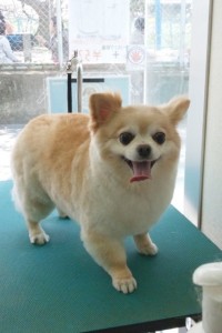 三石　フーちゃん1