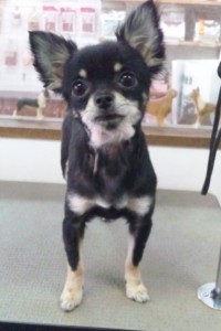 小川　クーちゃん、モモちゃん1
