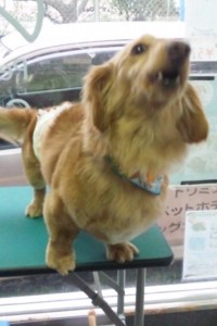 渡辺　レオちゃん1