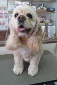 片本　さくらちゃん1