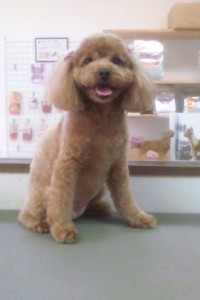 後藤田　ジミーちゃん、ハナちゃん2