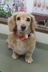 平川　ミルキーちゃん1