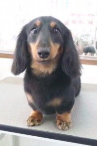 佃井　ケリーちゃん1