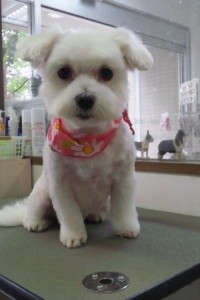 あぜもと　みかんちゃん1