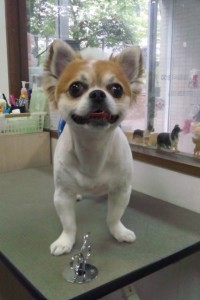中　テンテンちゃん&チロルちゃん1