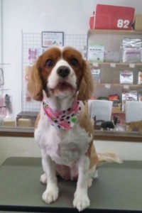 山口　ハナちゃん1